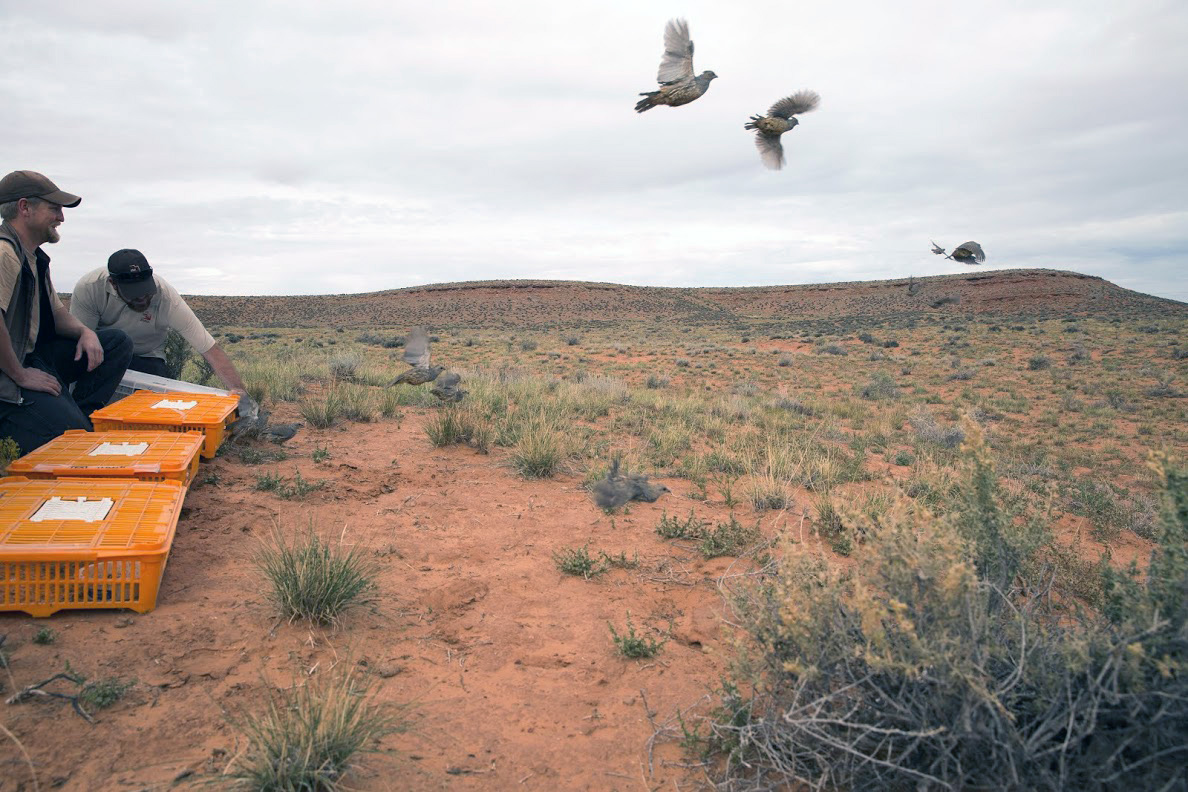 Scaled quail released in southeastern Utah News, Sports, Jobs